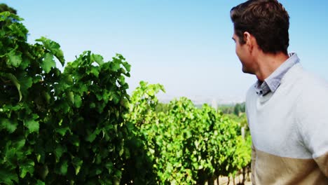 portrait of happy man standing with arms crossed in vineyard