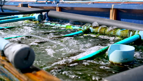 Bubbling-aerated-abalone-tank-with-plastic-structure-for-spat-to-settle-on