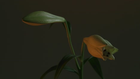 Lapso-De-Tiempo-De-La-Apertura-De-Una-Flor-De-Lirio-Blanco