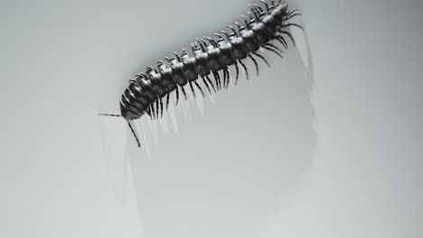 a black millipede crawls across a white surface, its full shadow moving in perfect unison below.