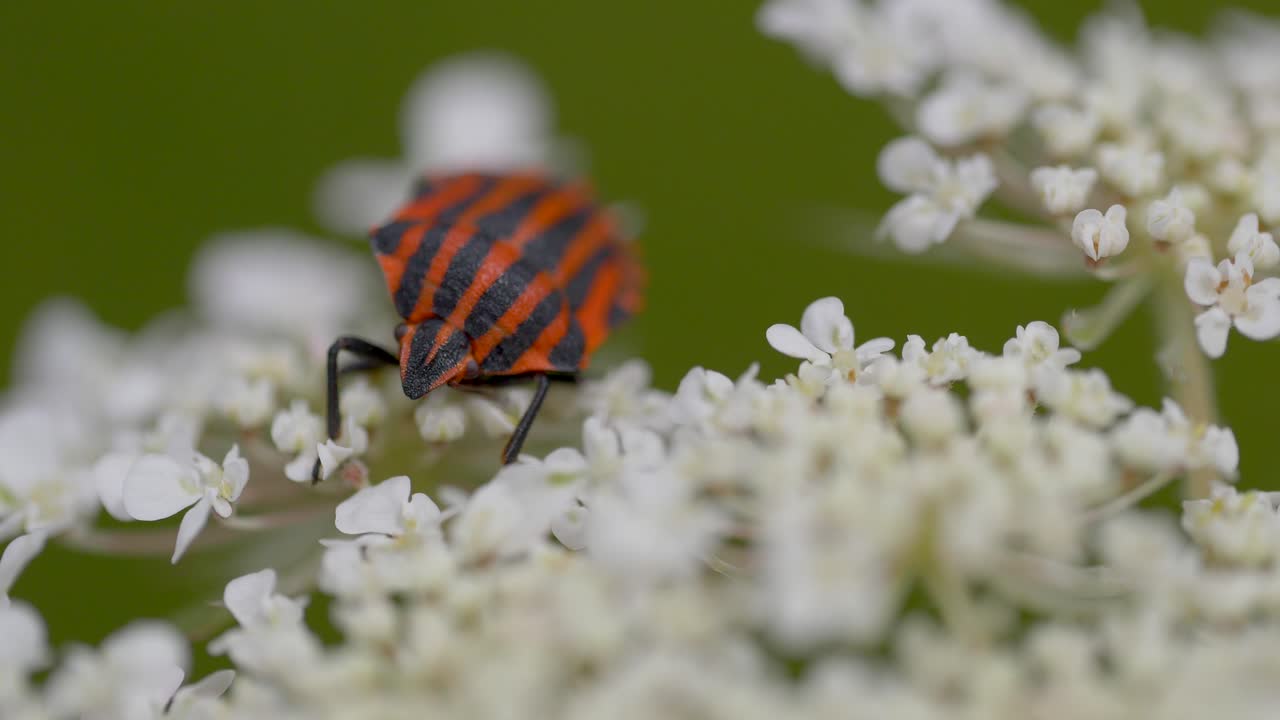 자연의 흰 꽃에 주황색과 검은색 줄무늬가 있는 산불 벌레의 매크로 샷