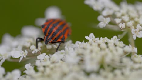 macro shot of wild fire bug with orange and black stripes resting on white blossom of flower in nature