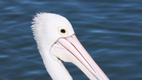 pelican moving its head near water