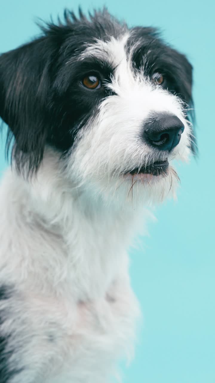 retrato de un perro blanco y negro