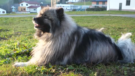 El-Perro-Barcaza-Holandés-Yace-En-El-Prado-Verde-Mientras-El-Sol-Brilla-En-Su-Cara