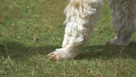 Tire-del-foco-en-la-alpaca-blanca