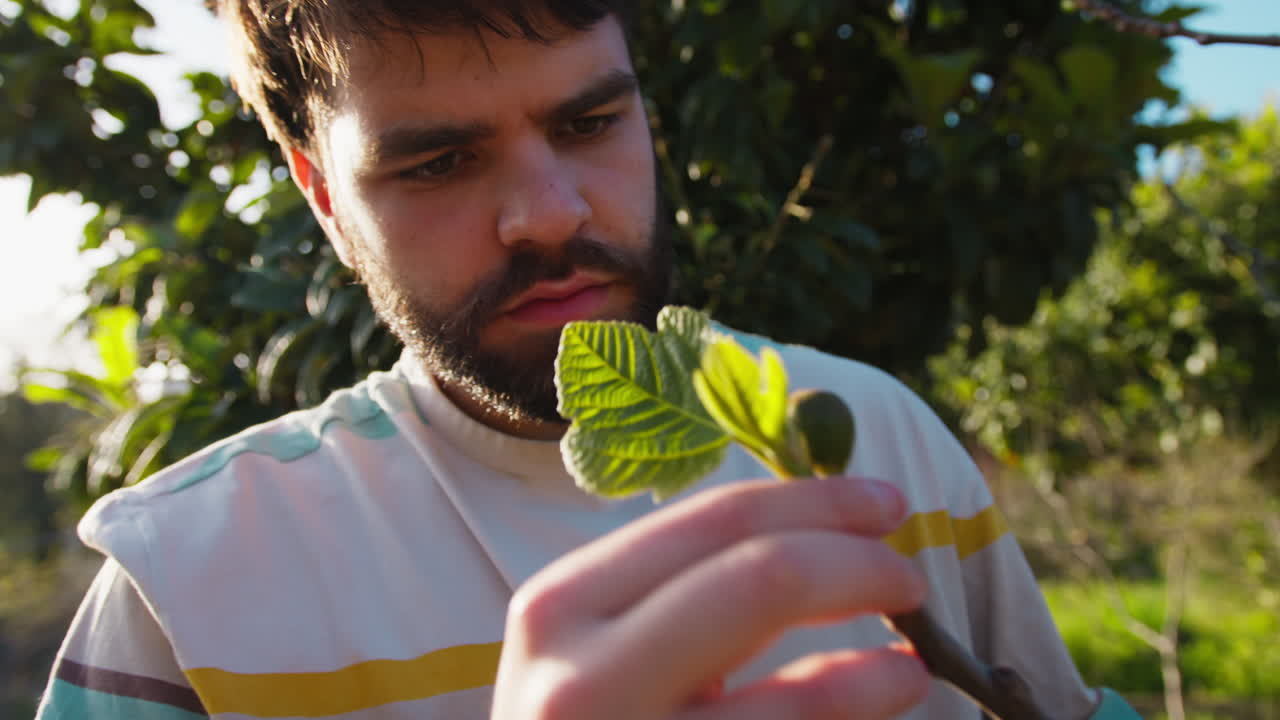 Farmer Checks The Health Of A Tree By Inspecting The Leaves
