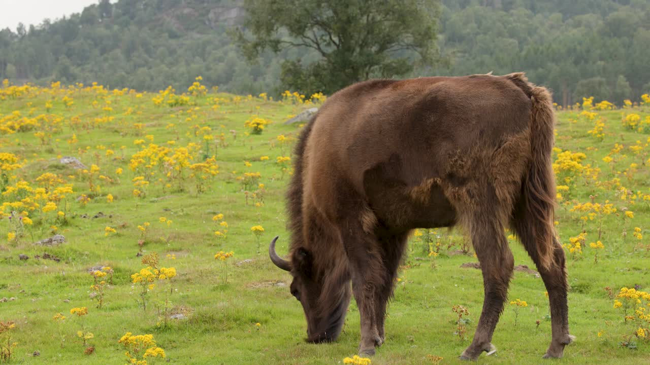 European bison calmly grazes on lush grassland, surrounded by wildflowers, under soft natural daylight