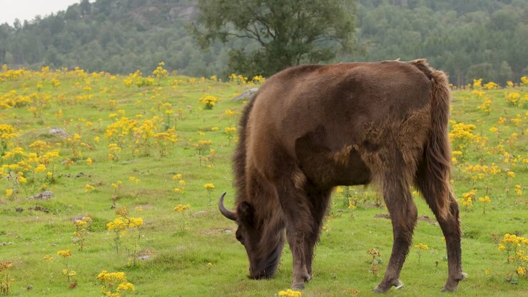 Un bisonte europeo pascola tranquillamente su un prato lussureggiante, circondato da fiori di campo, sotto una luce naturale soffusa