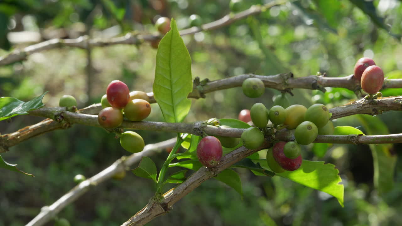 Close-up shot of vibrant coffee beans growing on a branch in Colombia's lush landscape, captured in natural light. The detailed view highlights textures and ripening stages, creating a vivid scene