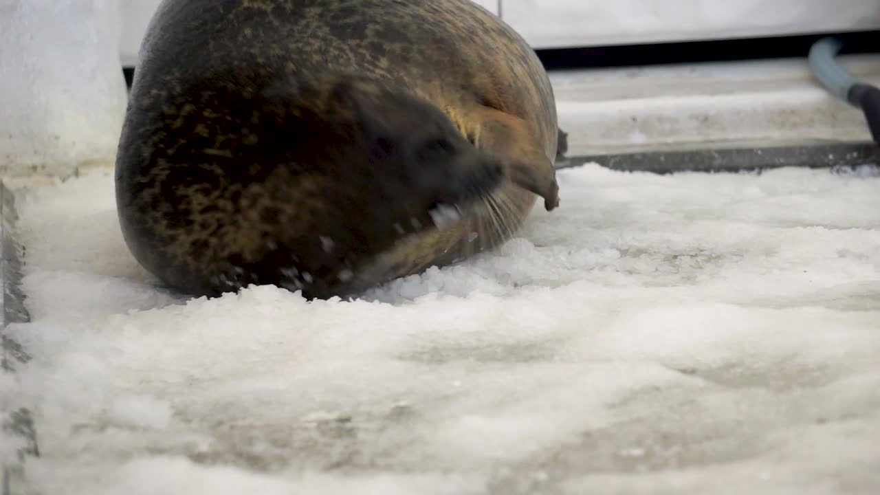 especie única, la foca anillada yuki comiendo hielo en el acuario kaiyukan, osaka, japón