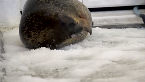 Unique-Species,-Yuki-Ringed-Seal-Eating-Ice-At-Kaiyukan-Aquarium,-Osaka,-Japan