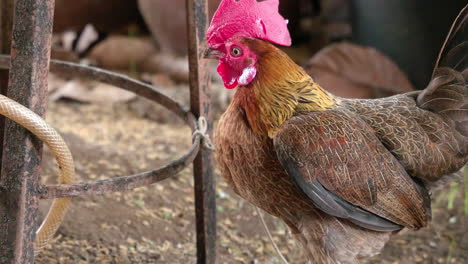 close-up the head of a bantam chicken on the farm