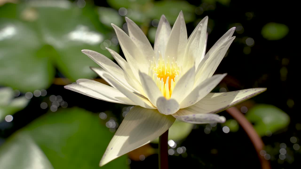 primer plano de una flor de loto blanco con un estanque en el fondo