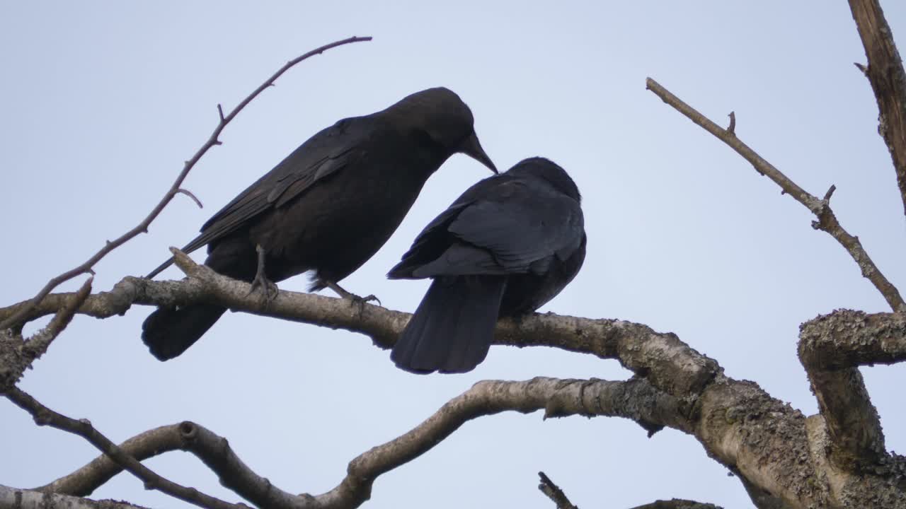 dos cuervos negros posados en la rama de un árbol, un pájaro picoteando al otro