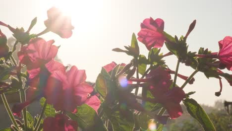 Wunderschöne-Rosa-Blumen-Blühen-Unter-Sonnenlicht-Mit-Bokeh