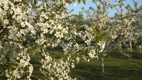 the blooming orchard in spring