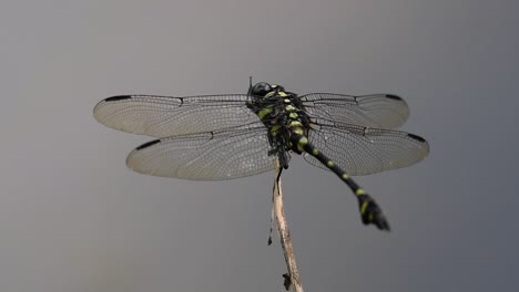 Die-Gemeine-Flanschschwanzlibelle-Kommt-Häufig-In-Thailand-Und-Asien-Vor