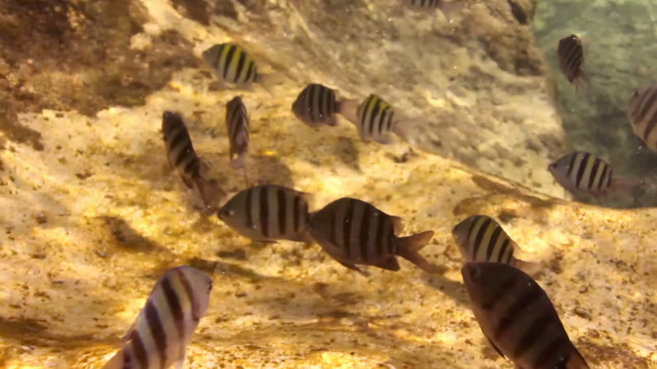 Underwater scene with tropical fish