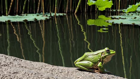 a frog perched on a rock by a pond, captured in a low-angle shot
