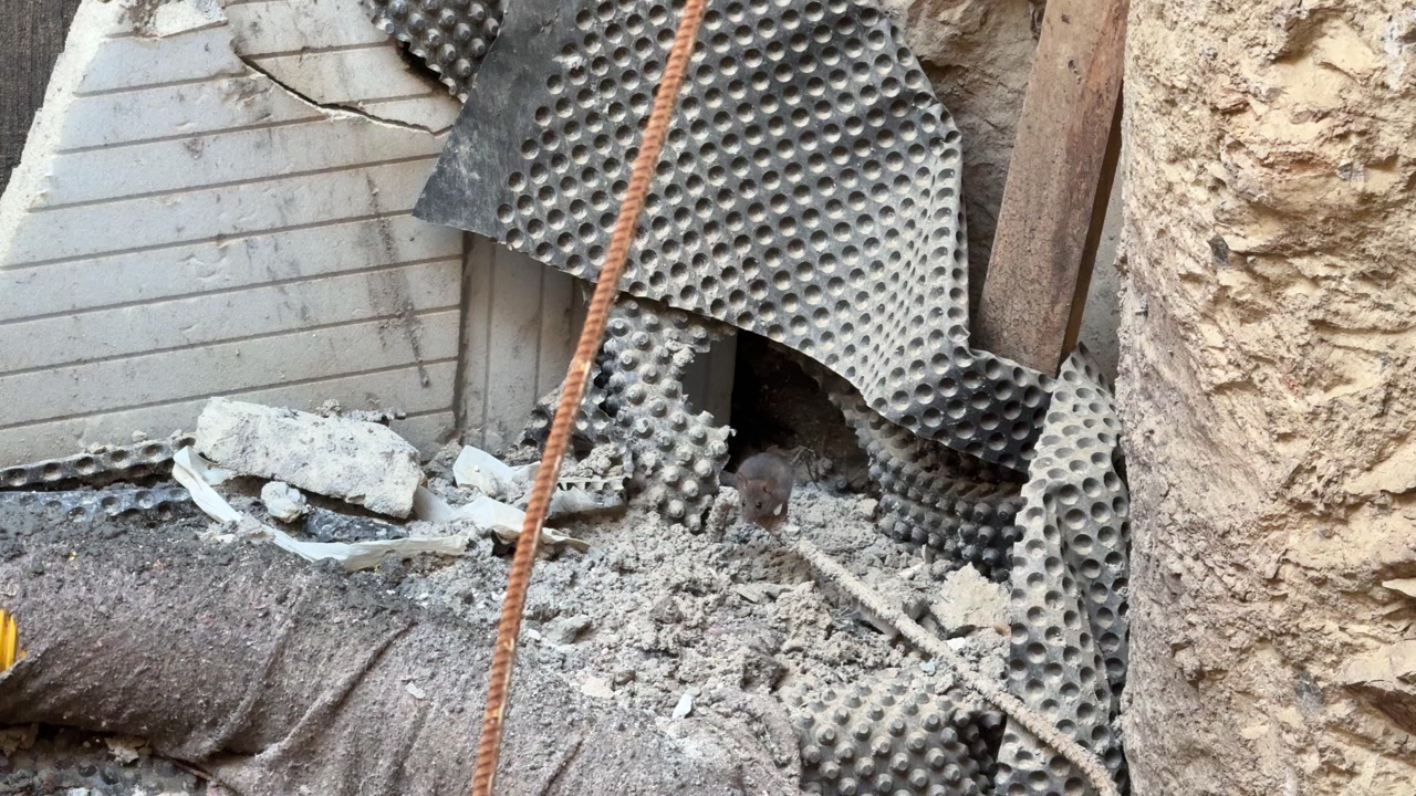 A sewer rat wandering between debris piles and drainage sheets at a construction site. Image regarding site hygiene, rodent control, and pest infestation.