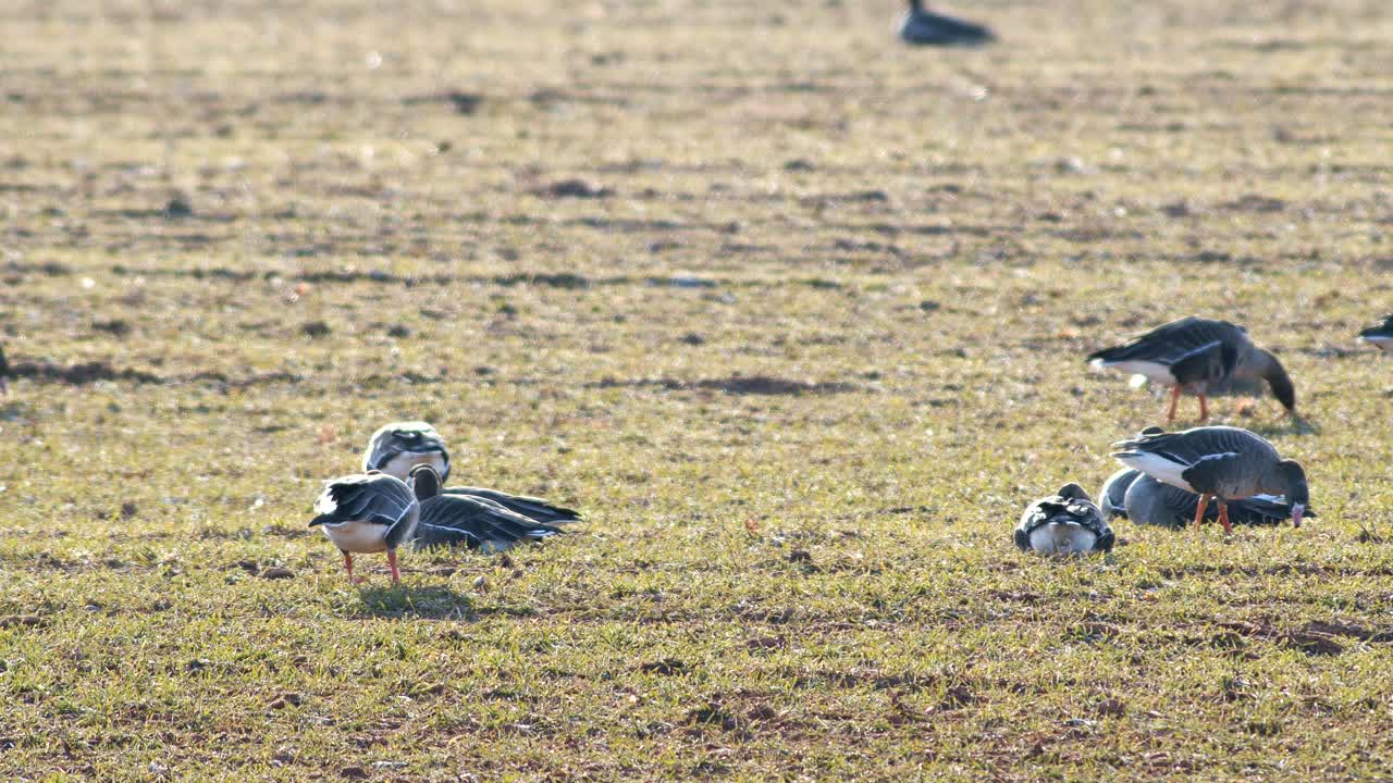 봄철 이동하는 동안 겨울 밀밭에 있는 흰머리 기러기 알비프론의 큰 무리