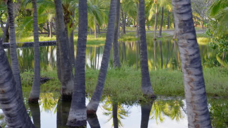 moving camera walk by mauna lani fish ponds reflections, hawaii mauna lani