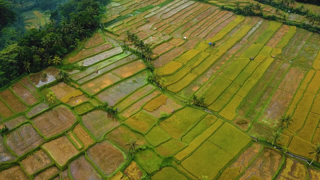 красивые кинематографические кадры с беспилотника убуд, бали с экзотической рисовой террасой, небольшими фермами и агролесомелиоративной плантацией