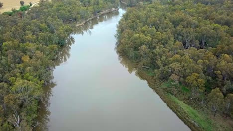 drone footage over the murray river and eucalypt forest south of corowa, australia