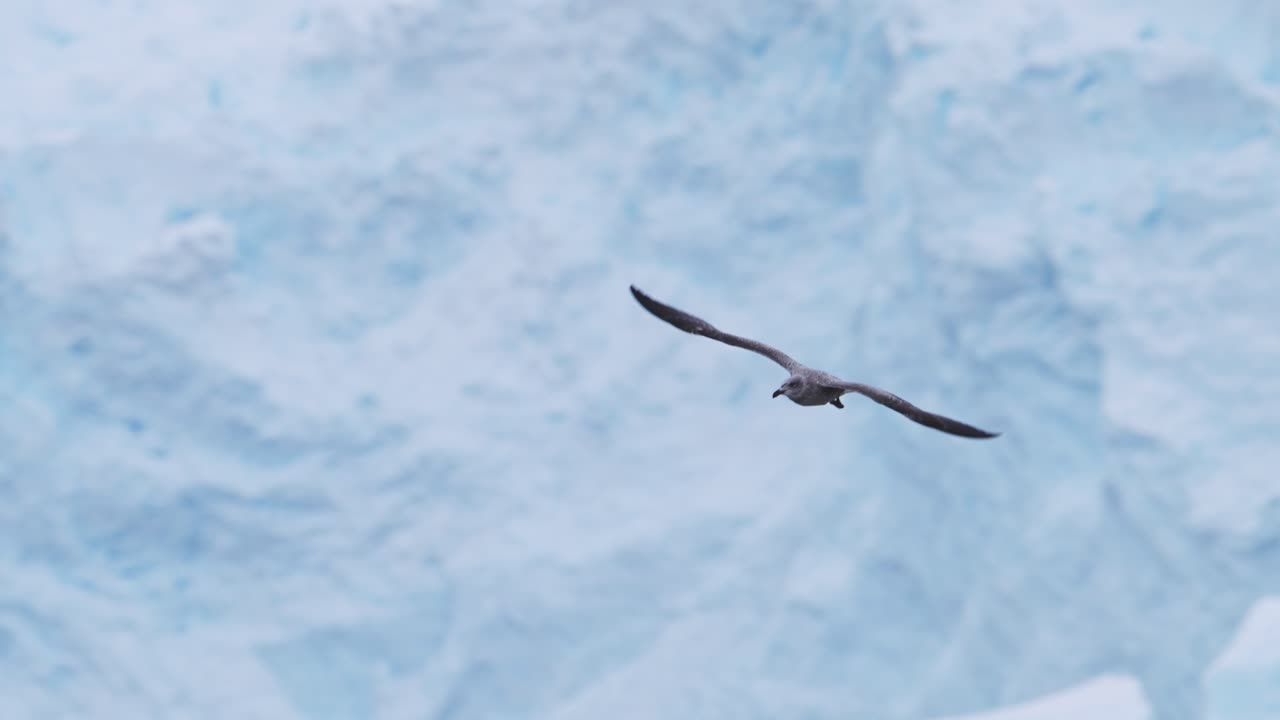 Gabbiano in volo su un ghiacciaio
