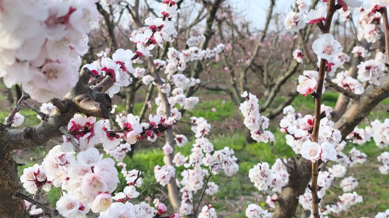 Rami di albicocco coperti di fiori bianchi filmati dal basso verso l'alto in un frutteto primaverile, creando un paesaggio agricolo naturale e pacifico