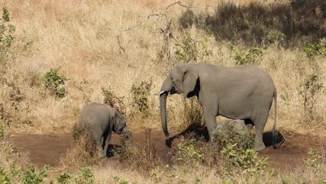 African elephant (Loxodonta africana) cow and calves drinking water, Kruger National Park, South Africa