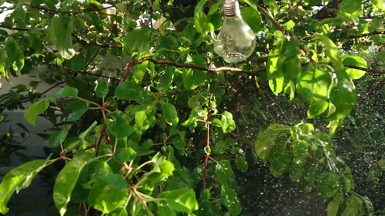 정원 에서 여름 의 장식