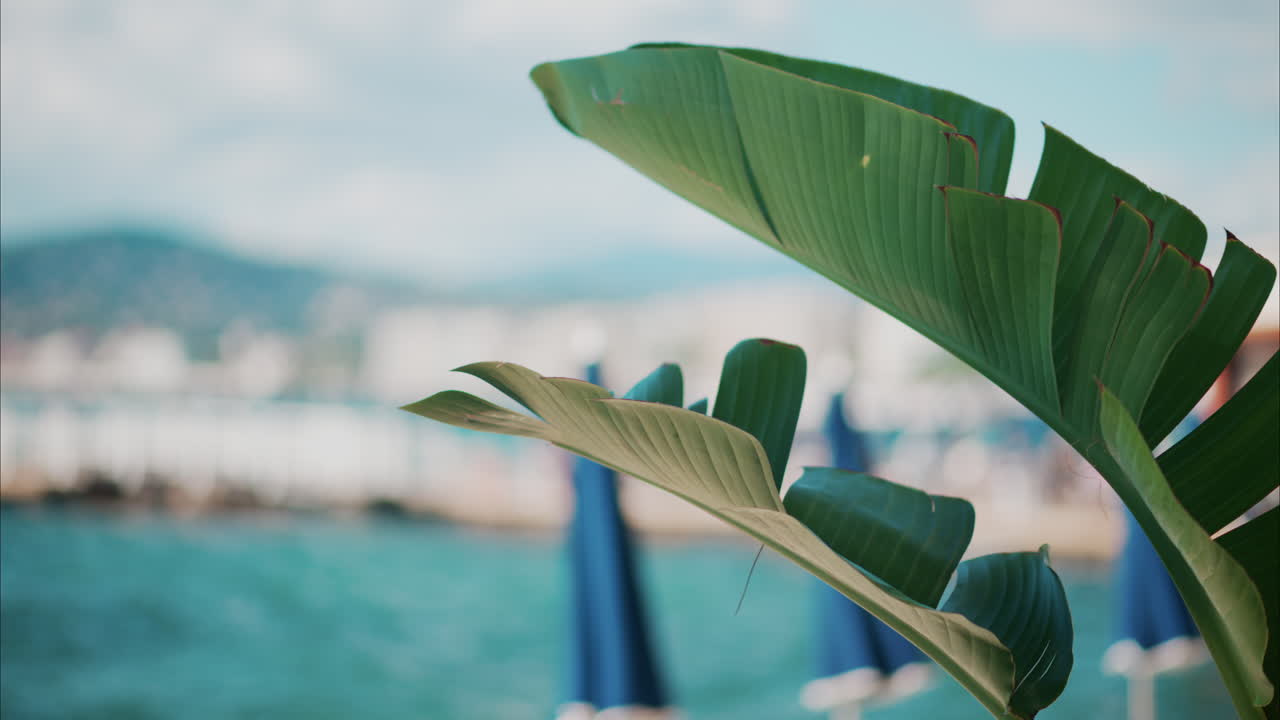 Close up of a palm tree branch with a blurry view of the beach on the background