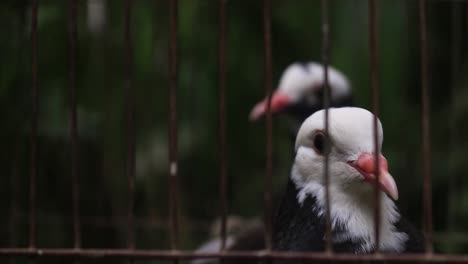 dos palomas donek se sientan en una jaula tras las rejas