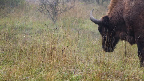 Europäisches-Bisonbonasus-Kalb,-Das-Von-Seiner-Mutter-Weggeht,-Tschechien