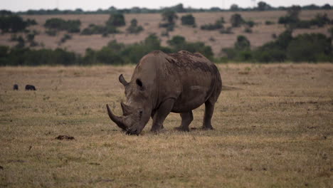 Majestic-white-rhinoceros-grazing;-endangered-African-wildlife