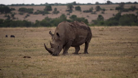 Majestätisches-Weißes-Nashorn,-Das-Weidet;-Gefährdete-Afrikanische-Tierwelt