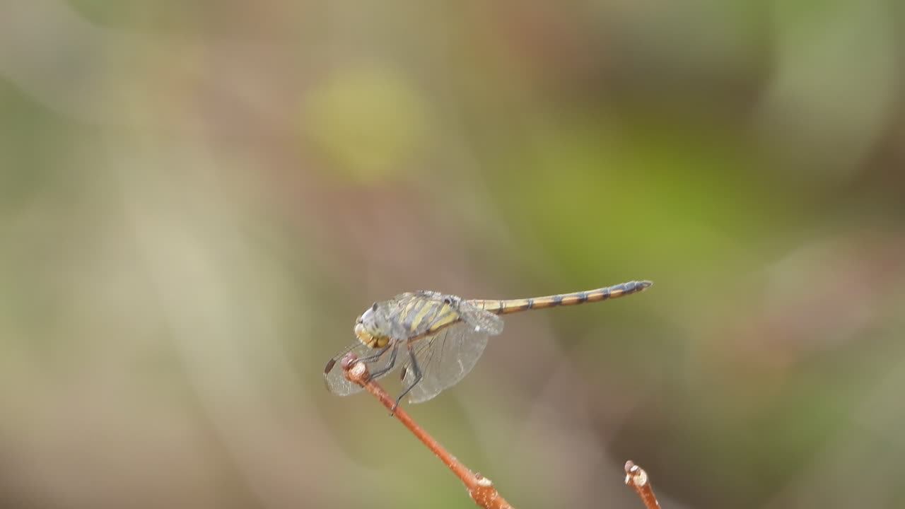libélula esperando para la caza