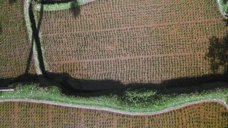 una perspectiva aérea de arriba hacia abajo de los hermosos campos de arroz verdes y palmeras fotografiadas por un avión no tripulado en bali, indonesia