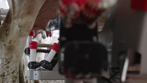 automatic milking system fixes the teat cups one by one into the udders of dairy cow