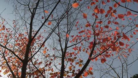 red, autumn leaves on branches swaying in wind on blue sky background