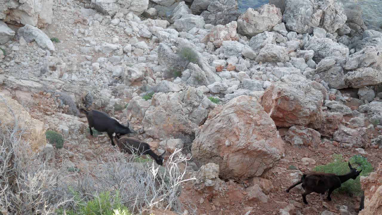 Goats walking on rocky landscape in Cala Viola De Levant, Menorca