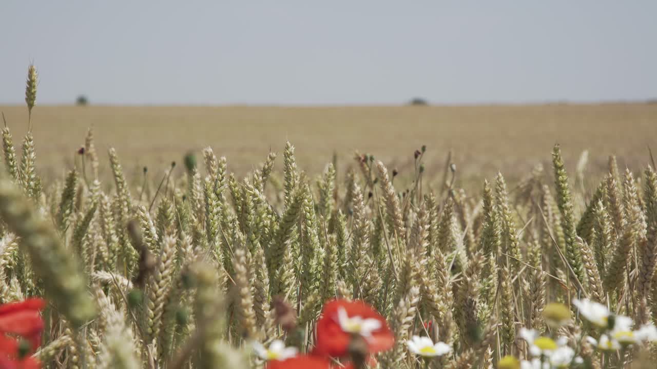 Campo di grano che ondeggia al vento nella natura