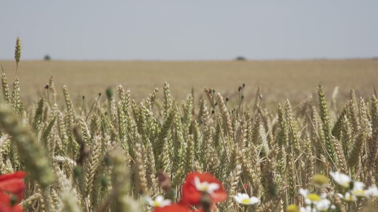 Campo di grano che ondeggia al vento nella natura