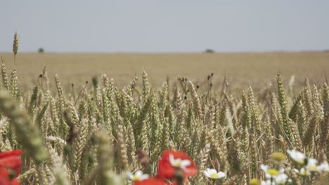 wheat crop swaying through wind outdoor in nature