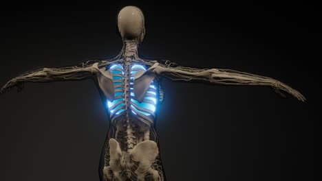 examen radiológico de los pulmones humanos