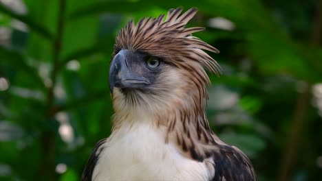 The-Philippine-Eagle-also-known-as-the-Monkey-eating-Eagle-is-critically-endangered-and-can-live-for-sixty-years-feeding-on-Monkeys,-Flying-Lemurs,-and-small-mammals-as-an-opportunist-Bird-of-Prey