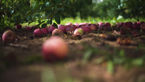 Rack-Fokus-Von-Einem-Einsamen-Apfel-Auf-Dem-Boden-Zu-Einem-Großen-Haufen-Im-Hintergrund