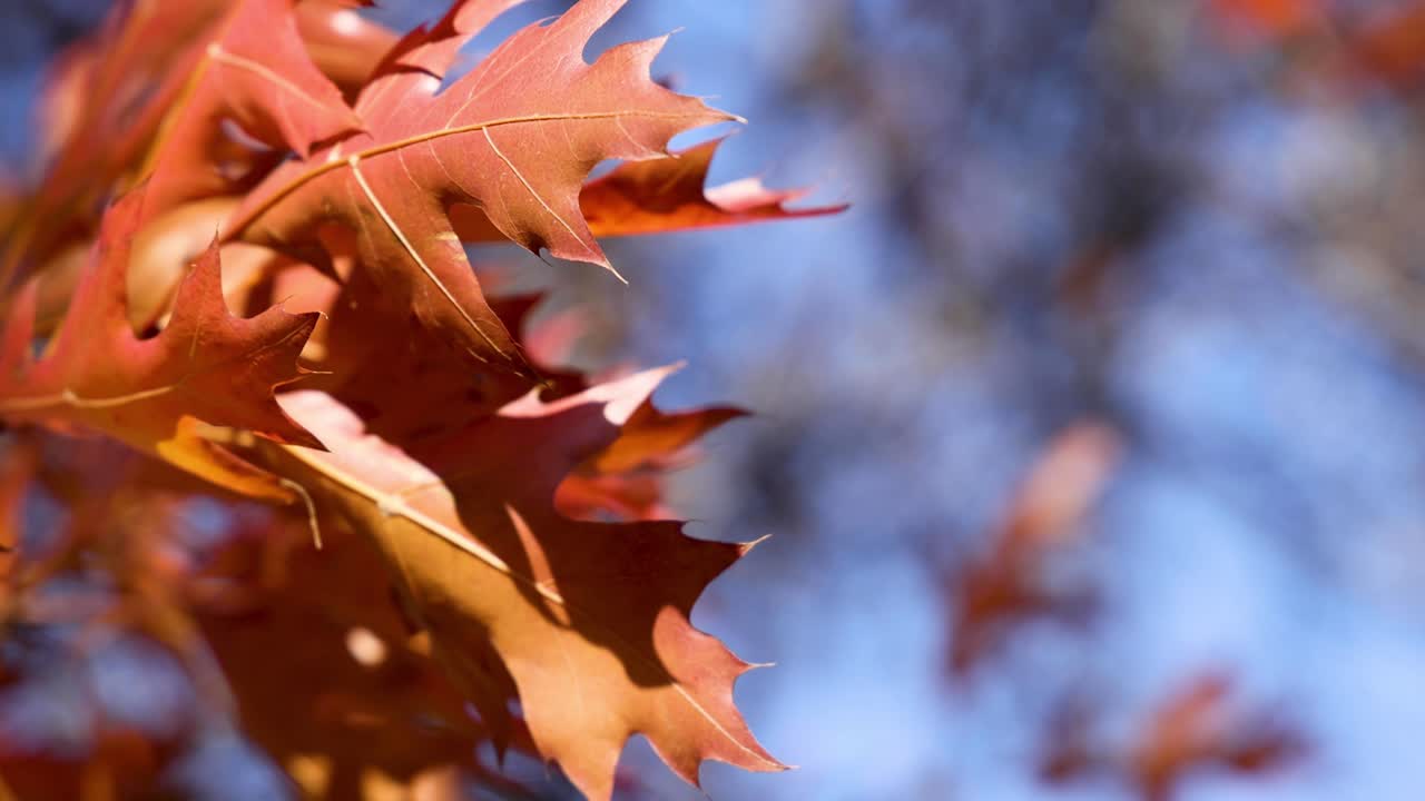 primer plano de las hojas de arce rojo en otoño